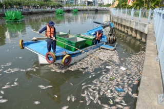 Cá chết trắng kênh Nhiêu Lộc - Thị Nghè do nước ô nhiễm